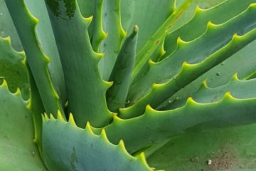 close up photo of an aloe vera plant